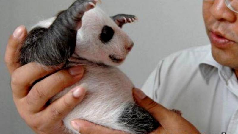 oooooh!!!iam a scary little panda