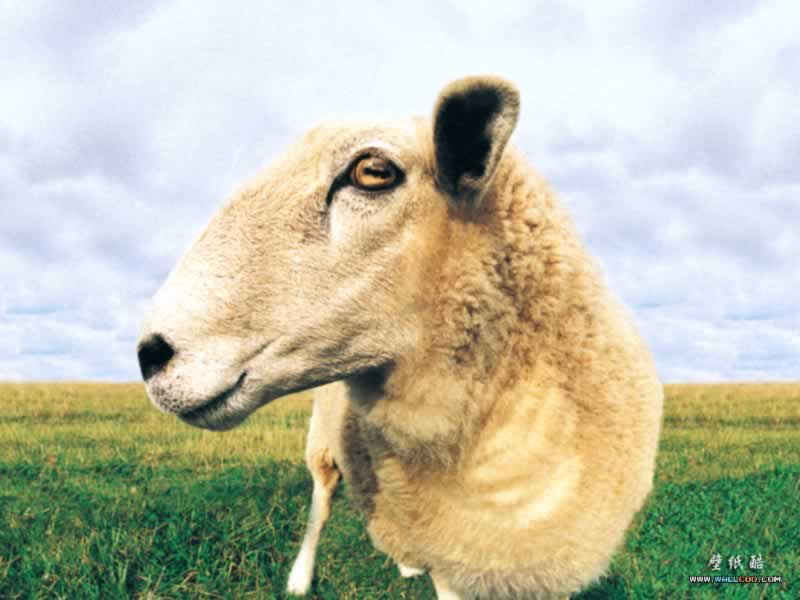 sheep loo