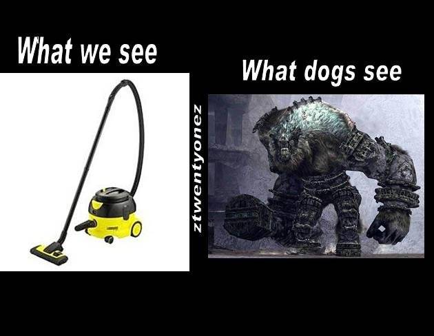 what dogs really see