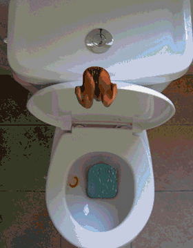 (new) dive toilet gif