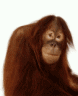 funky monkey (gif)