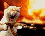 cat gun gif
