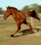 half a horse (gif)