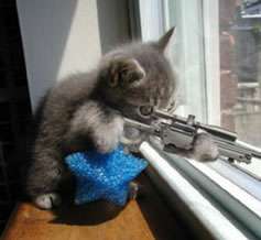 sniper cat.jpg