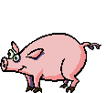 dancing pig (gif)