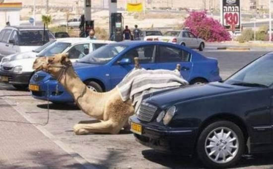 camel