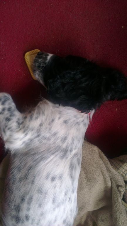 my pup star asleep with a biscuit