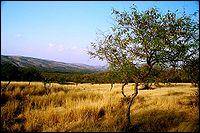 ranthanmor