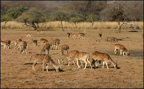 wildlife