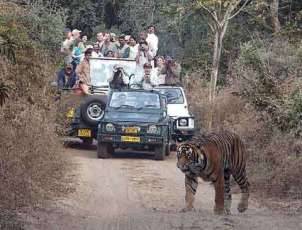 tiger2
