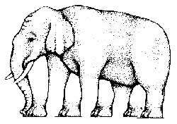 Elephants legs