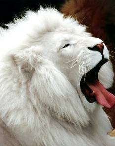 my pet an