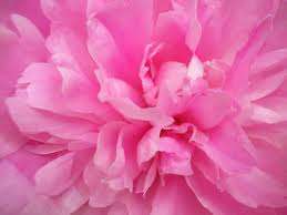 Pink flow