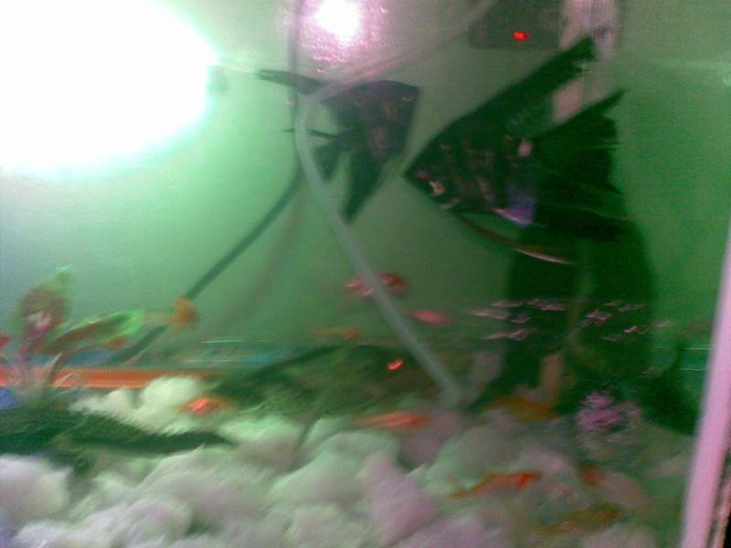 fish