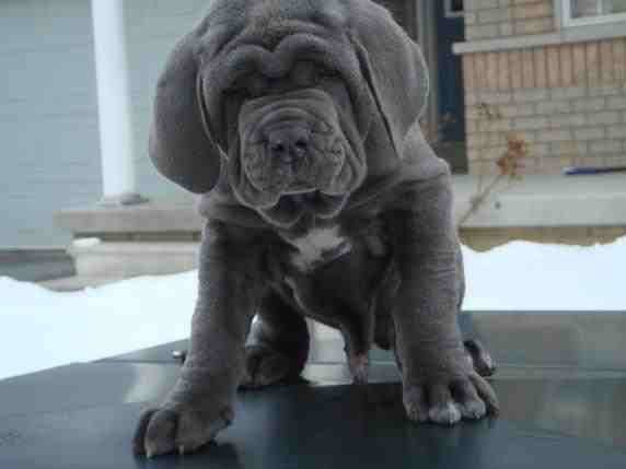 Puppy bel