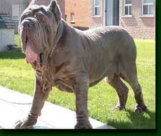 bella,s dad deano2