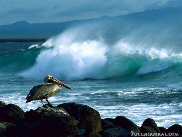 GALAPAGOS