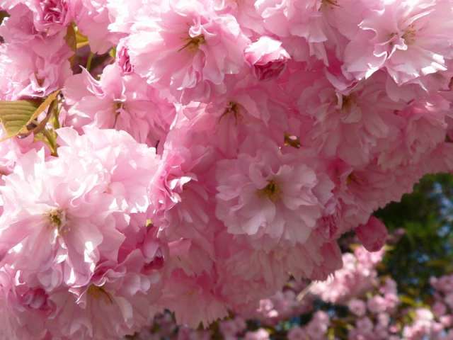mAi pink