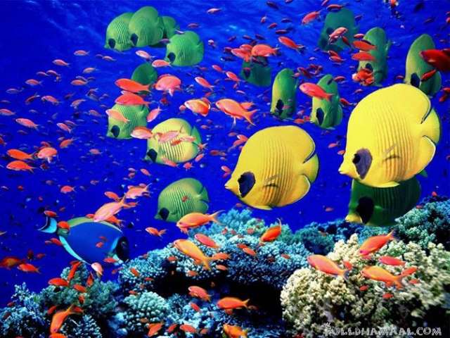 CORAL REE