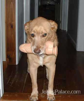 Dog  