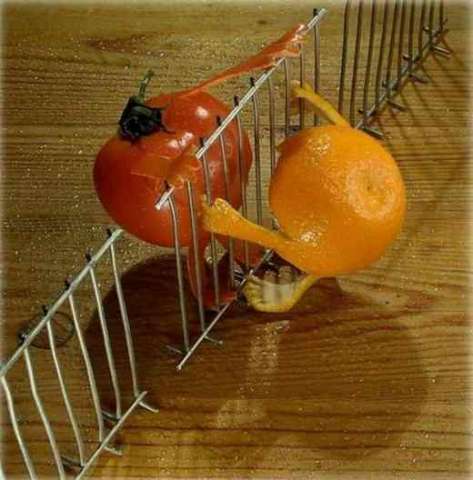 tomato an
