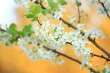 BLOOMING TREE