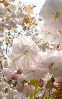 Sakura bl