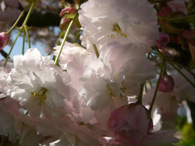 mAi bloss