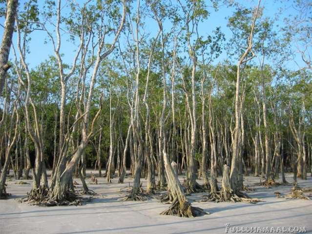 SUNDARBAN