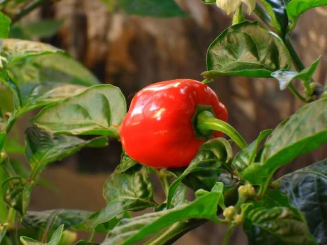 rEd hOt
