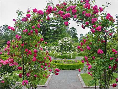 mAi gArDe