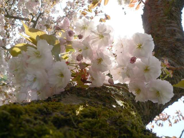 bLossOms