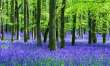 BLUE BELLS