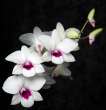 BEAUTIFUL DENDROBIUM