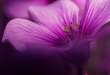 MAGENTA MACRO