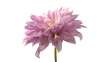 DHALIA BLOSSOM