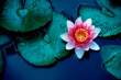 WATER LILY STUDY
