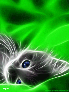 Cat Wallpaper