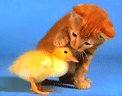 Cat with chken