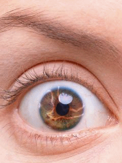 Eye