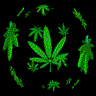finally the weed come around.