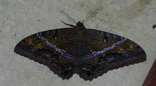 moth aka 