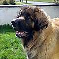 leo2