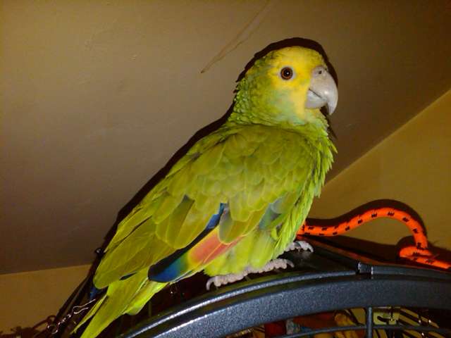 buddie