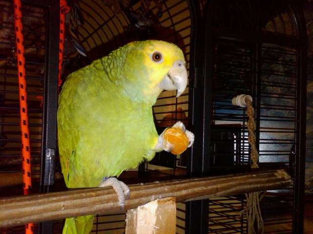 buddie3