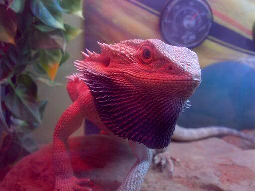 spike