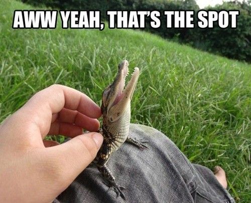Cuuuute