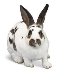 Giant Bunny