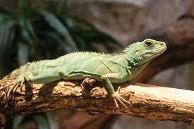 Water Dragon