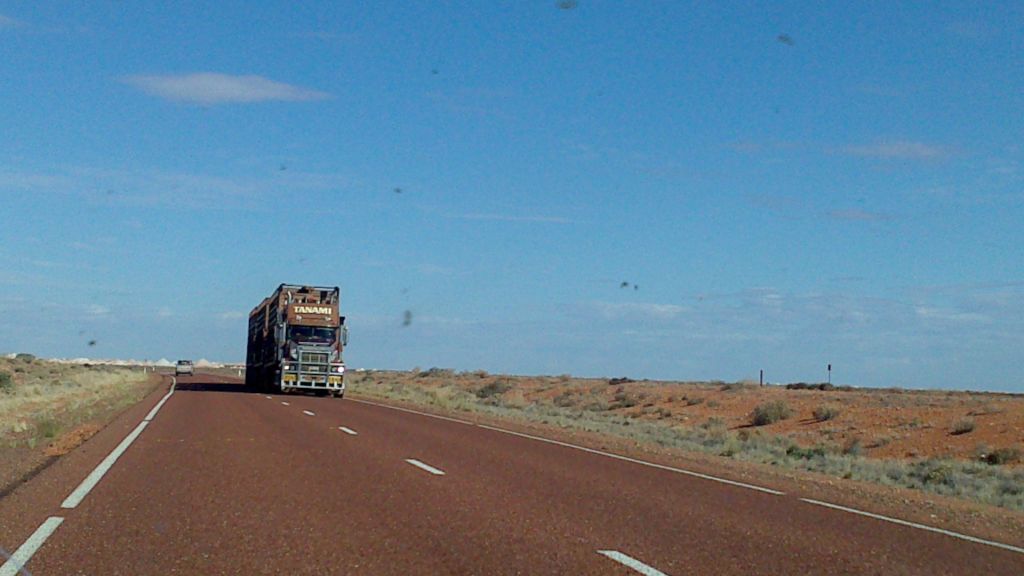 Tanami transport triple trailer road train carting sheep and cattle....